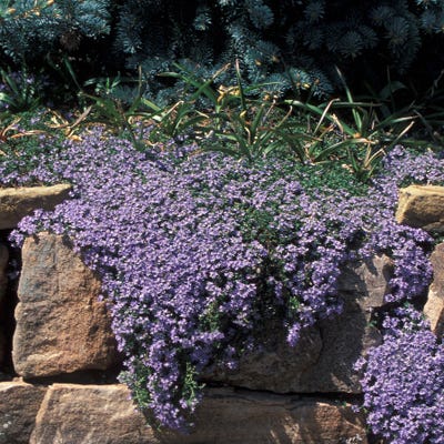 Thyme-Leaf Veronica