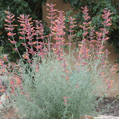 Agastache rupestris