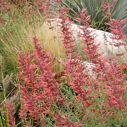 Agastache rupestris