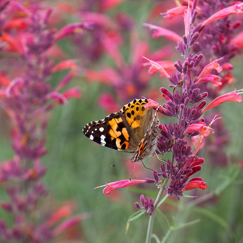 Agastache rupestris