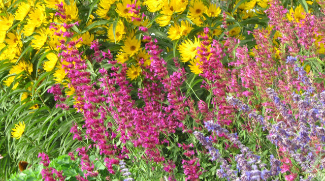 Blooming perennials