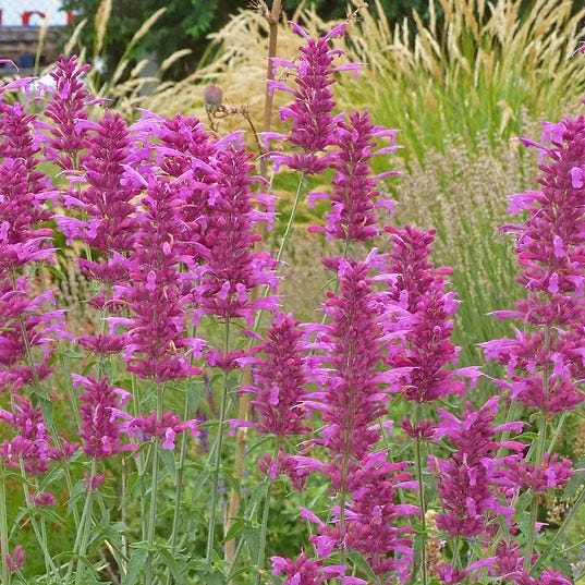 Ava Agastache