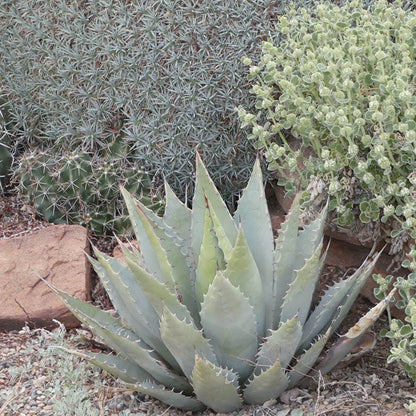 Parry's Century Plant (Agave)