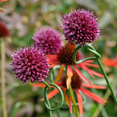 Allium Flower Bulbs