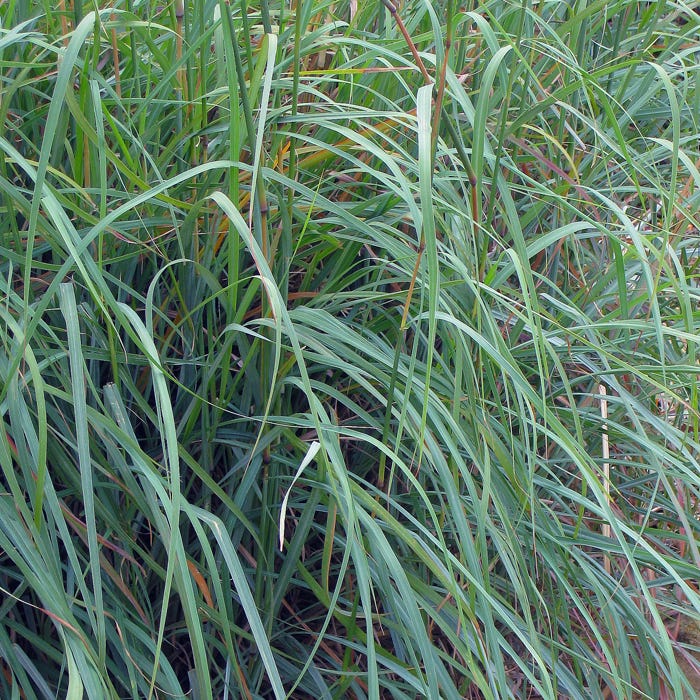 Windwalker® Big Bluestem Grass