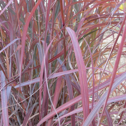 Windwalker® Big Bluestem Grass