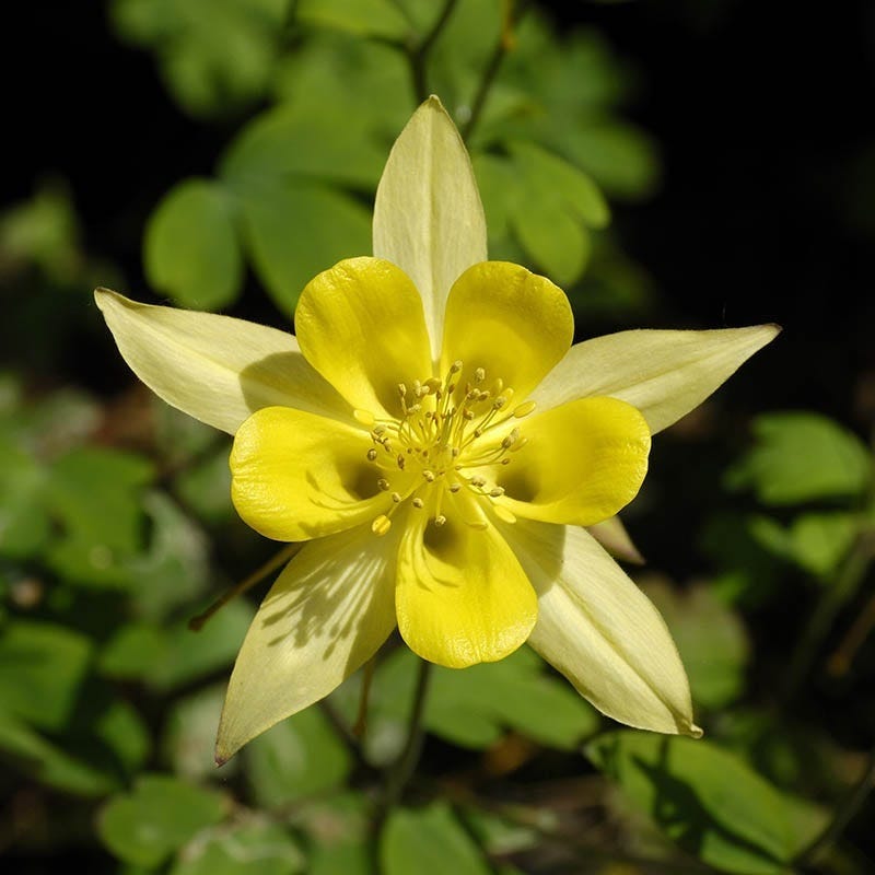 Golden Spur Columbine