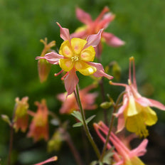 Aquilegia | Columbine