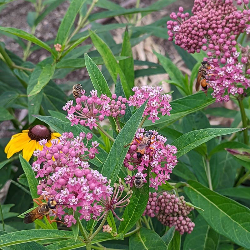 Rose Swamp Milkweed