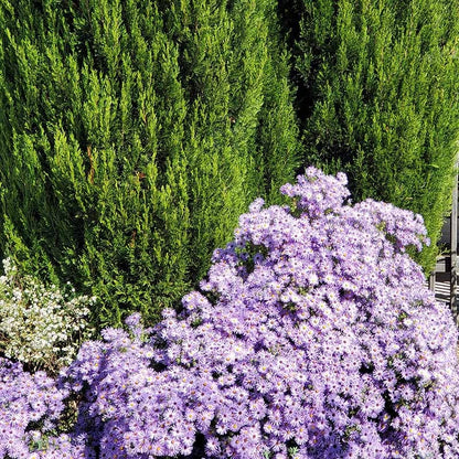 Raydon's Favorite Aromatic Aster