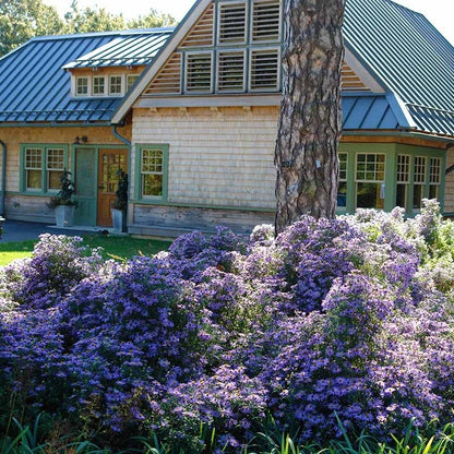 Bluebird Smooth Aster