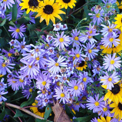 Bluebird Smooth Aster