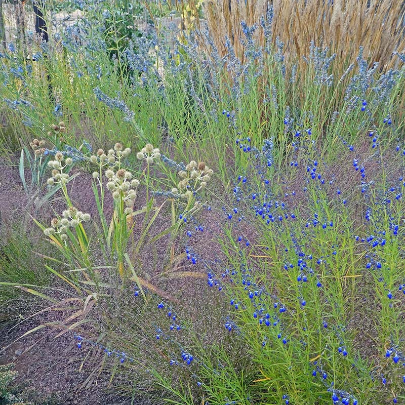 Autumn Sapphire™ Salvia