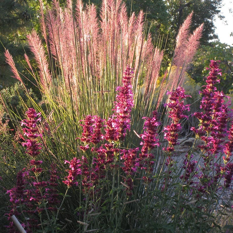 Ava Agastache