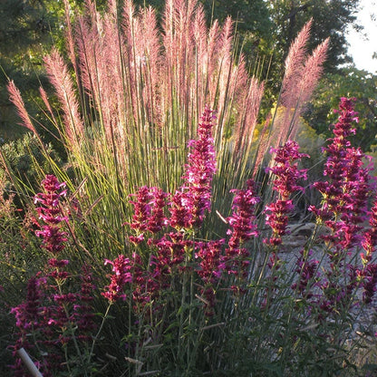 Ava Agastache