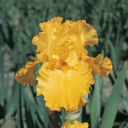 Pure As Gold Reblooming Bearded Iris