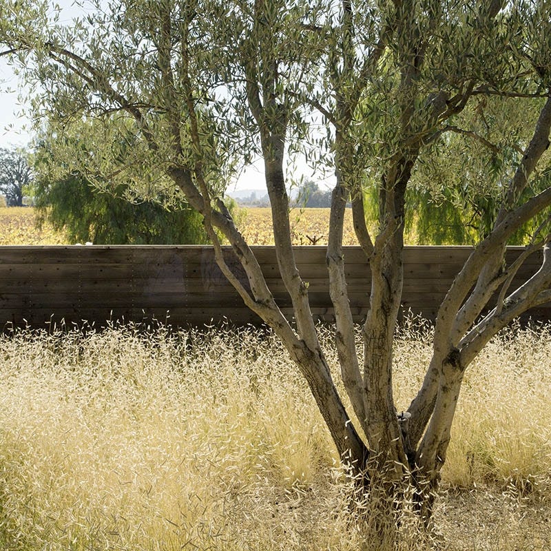 Blonde Ambition Blue Grama Grass