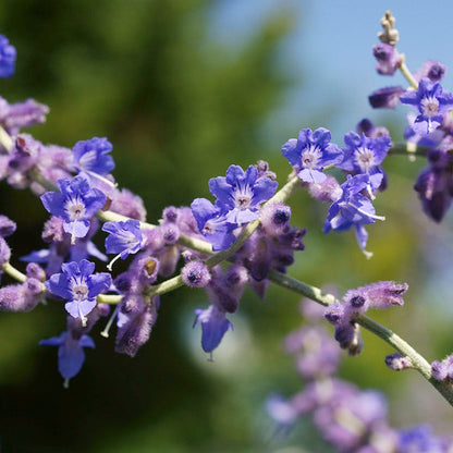 Blue Spire Russian Sage