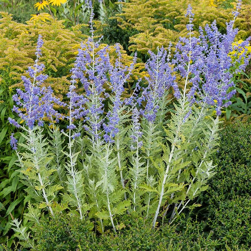 Blue Spire Russian Sage