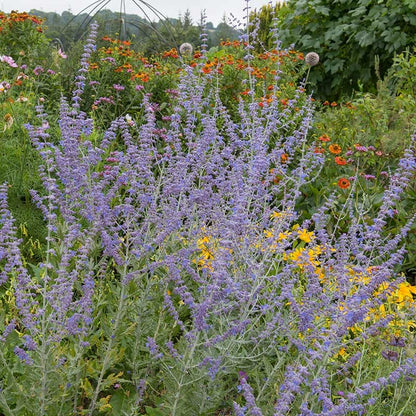 Blue Spire Russian Sage