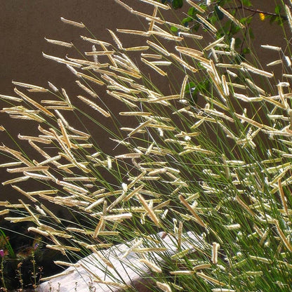 Blonde Ambition Blue Grama Grass