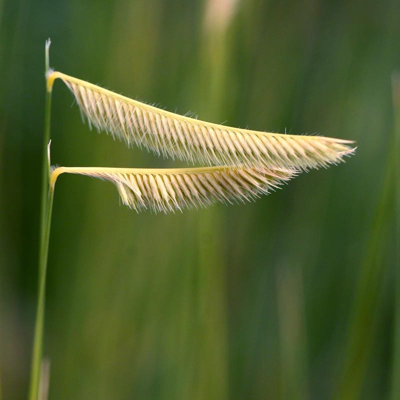 Blonde Ambition Blue Grama Grass