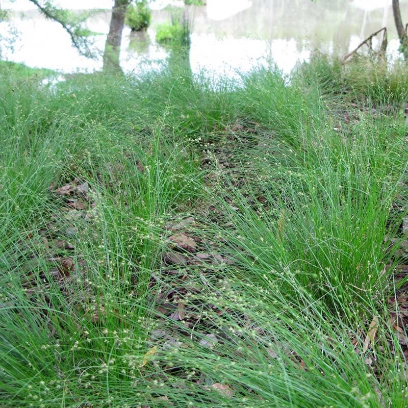 Appalachian Sedge
