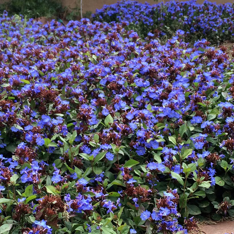 Hardy Plumbago (Ceratostigma)