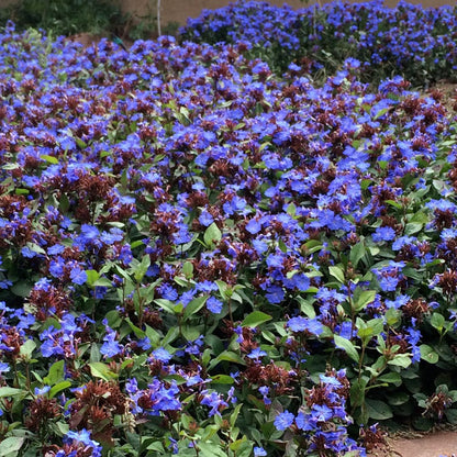 Hardy Plumbago (Ceratostigma)