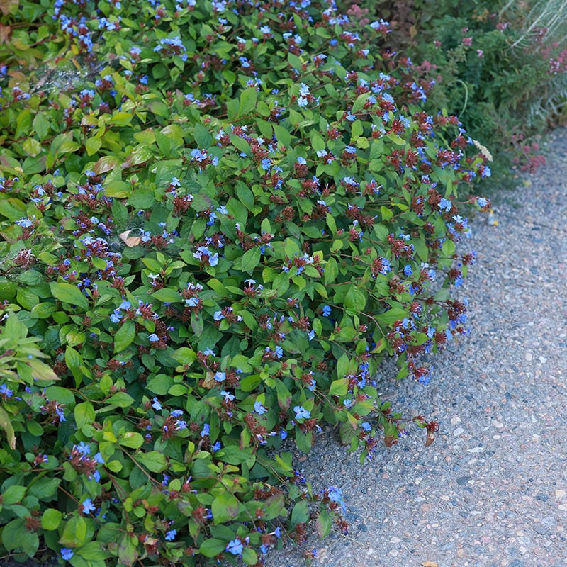 Hardy Plumbago (Ceratostigma)