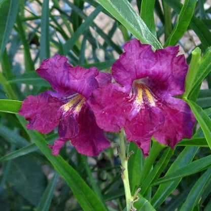 Lucretia Hamilton Desert Willow