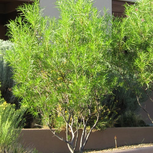 Lucretia Hamilton Desert Willow