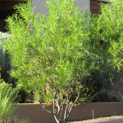 Lucretia Hamilton Desert Willow