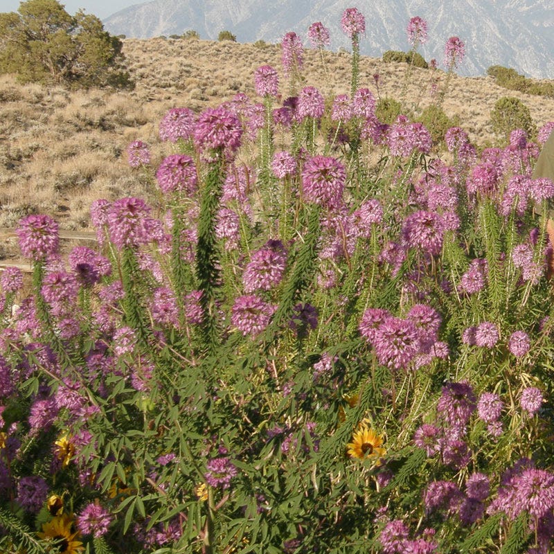Rocky Mountain Bee Plant Seeds (Cleome)