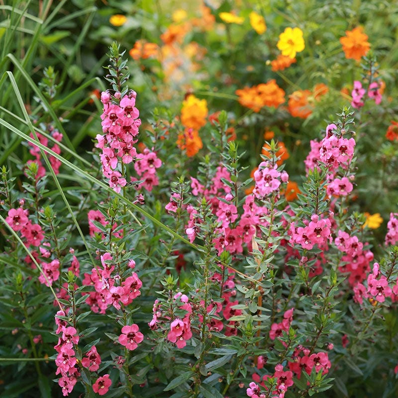 Coral Canyon® Twinspur (Diascia)