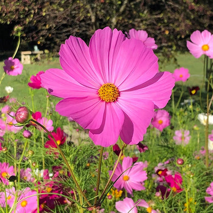 Cosmos Seeds