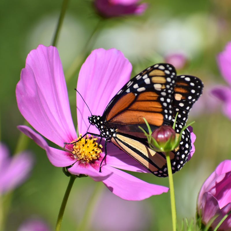 Cosmos Seeds