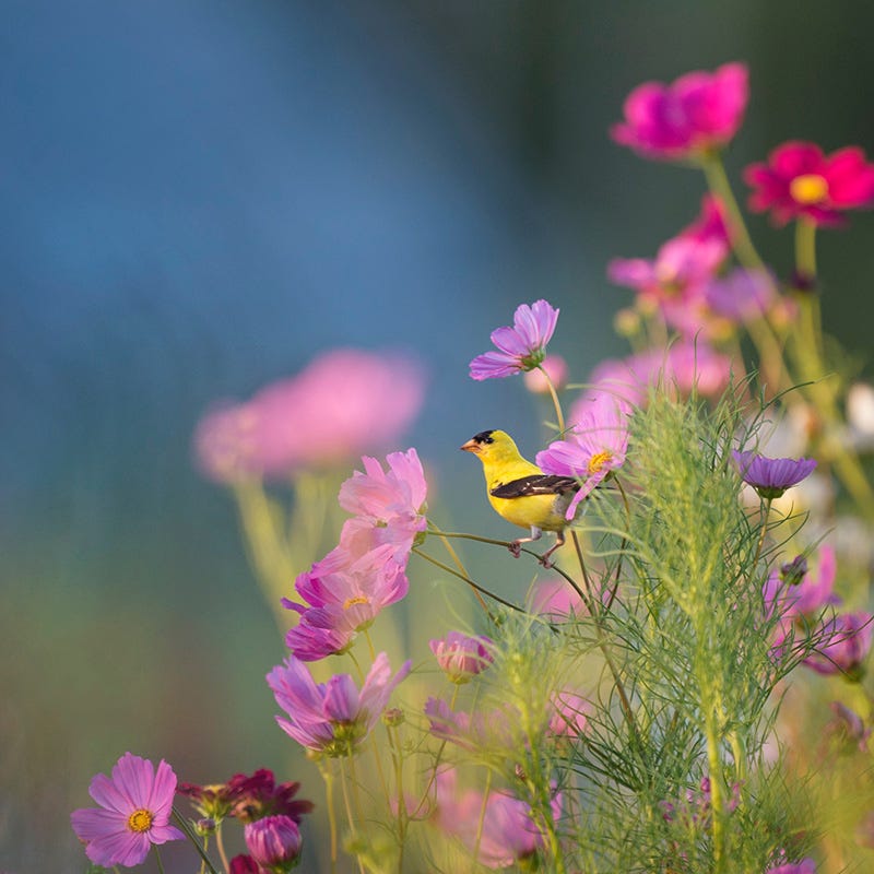 Cosmos Seeds