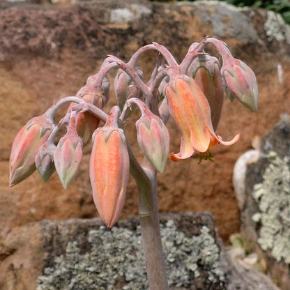 Red Edged Pig's Ear (Cotyledon)
