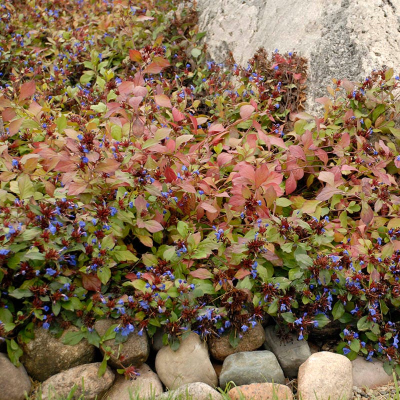 Hardy Plumbago (Ceratostigma)