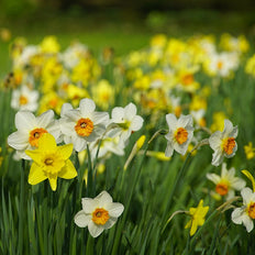 Daffodil Flower Bulbs