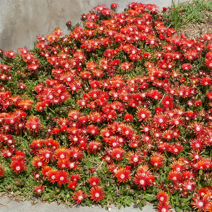 Red Mountain® Flame Ice Plant