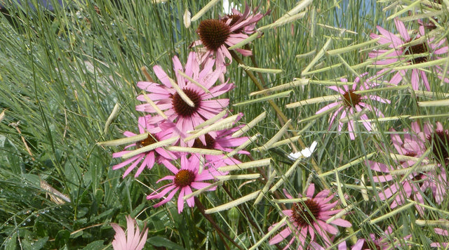 Echinacea tennesensis with Bouteloua Blonde Ambition