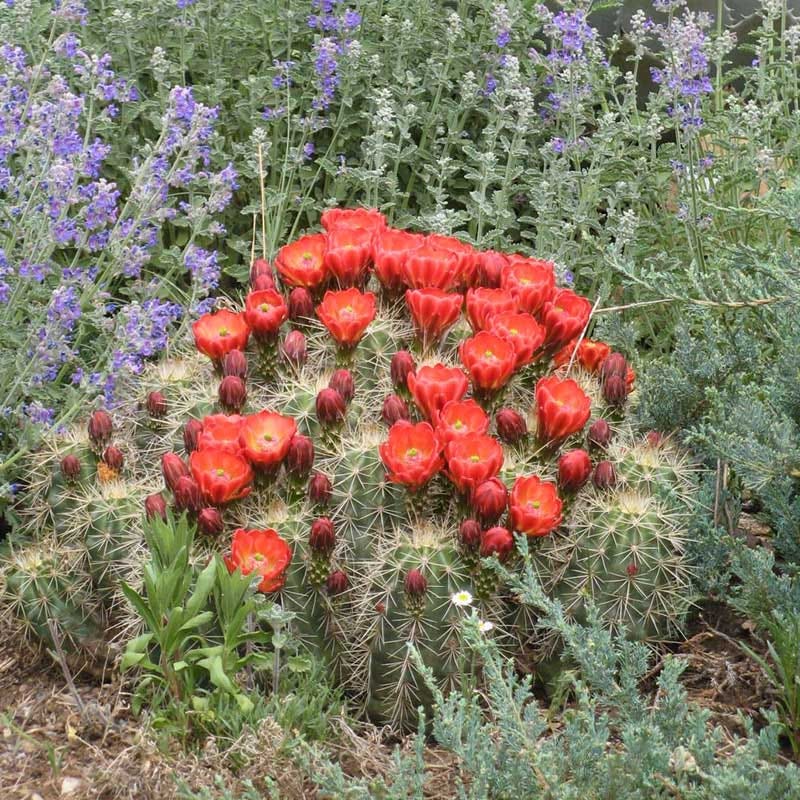 Scarlet Hedgehog Cactus (Echinocereus)