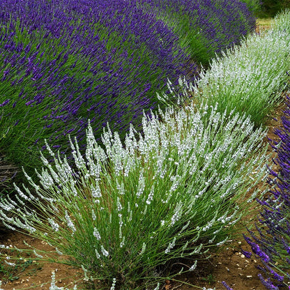 Edelweiss Lavender