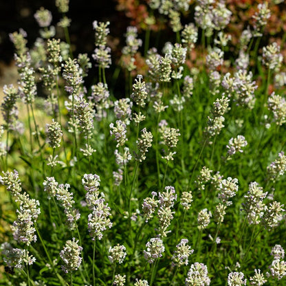 Edelweiss Lavender
