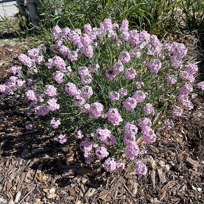 Fragrant Persian Stonecress (Aethionema)