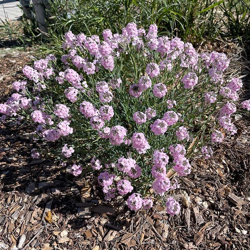 Fragrant Persian Stonecress (Aethionema)