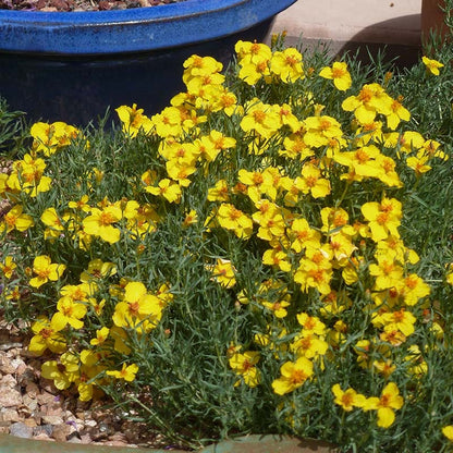 Gold On Blue Prairie Zinnia
