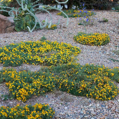 Gold On Blue Prairie Zinnia